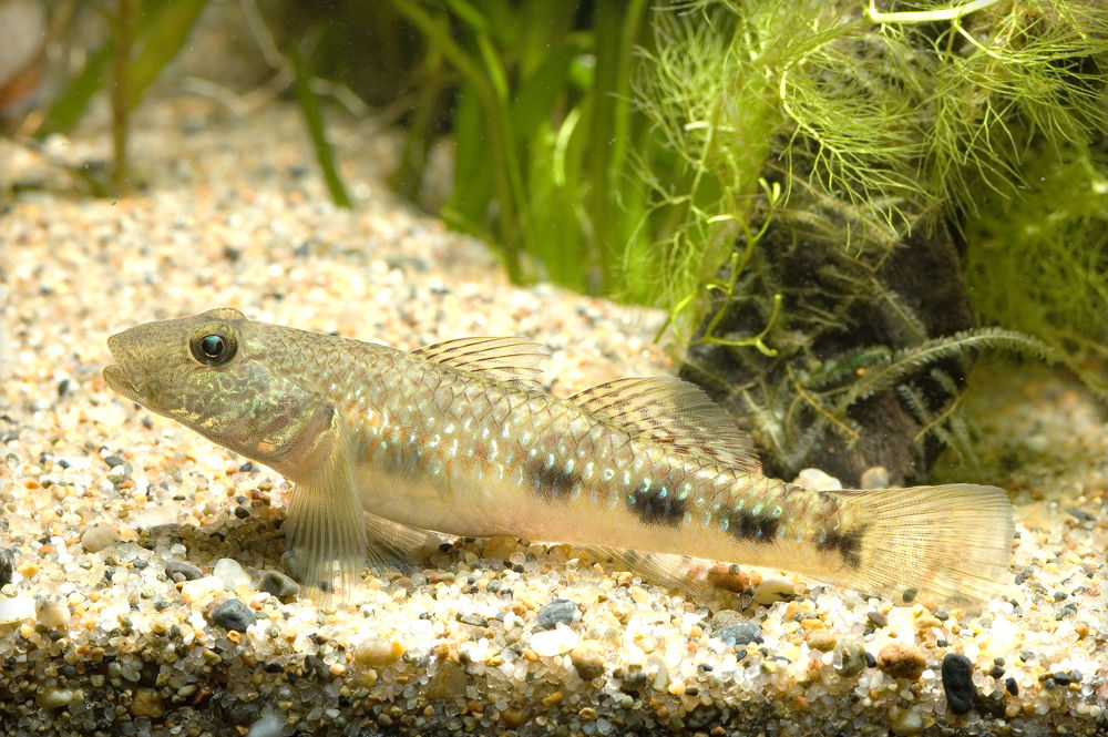  p>溪吻鰕虎鱼(学名: i>rhinogobius duospilus /i>),为 a>鰕虎鱼科 