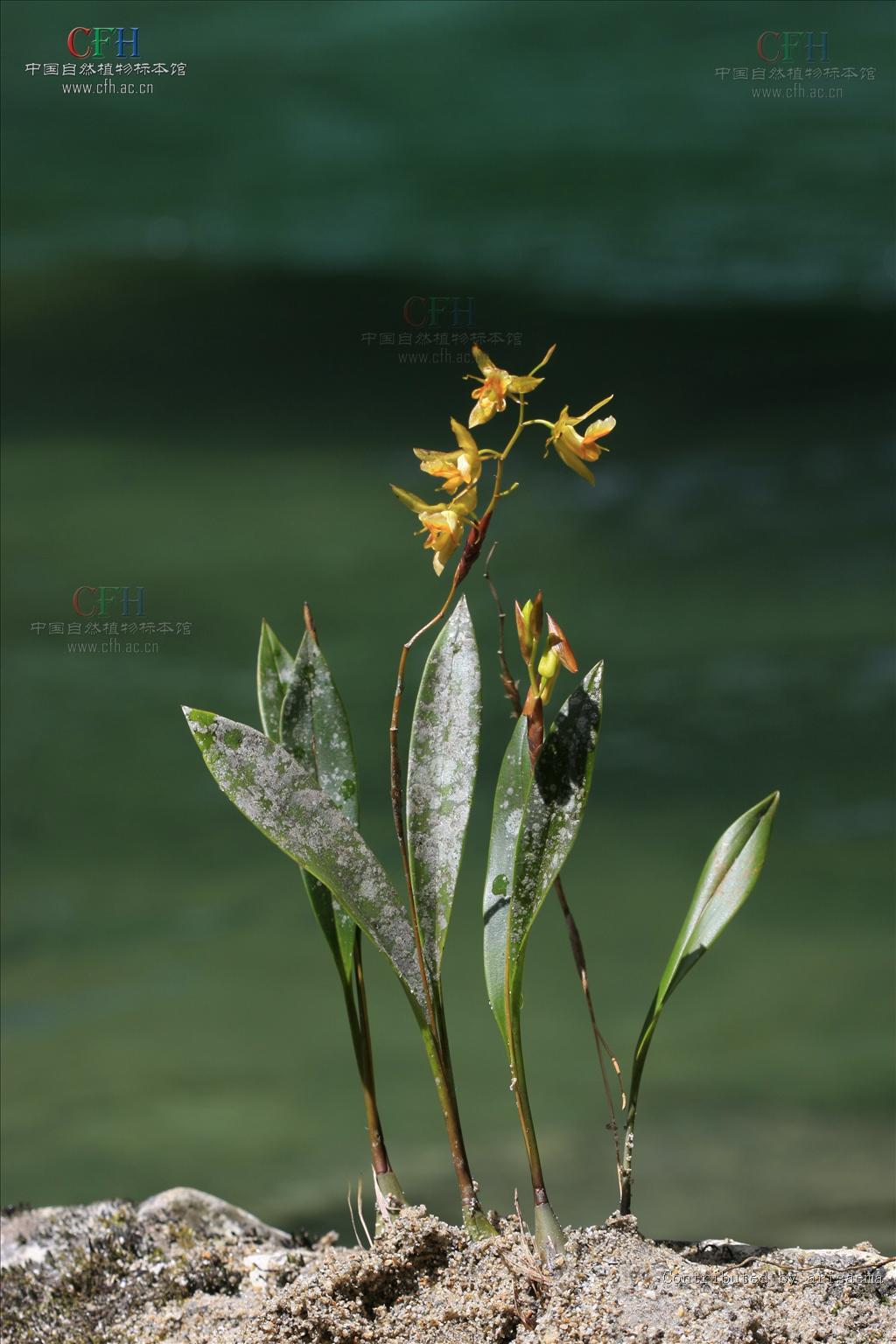  p>贝母兰(学名: i>coelogyne cristata /i>  lindl.