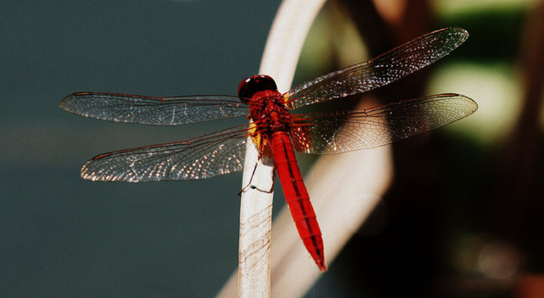 猩红蜻蜓