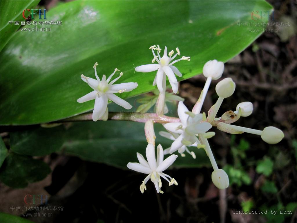  p>白穗花,(拉丁学名: i>speirantha gardenii /i> (hook.) baill.