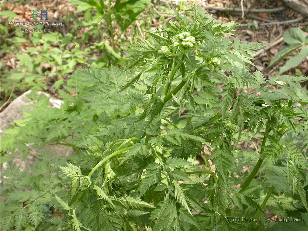 sphallerocarpus bess. ex dc.