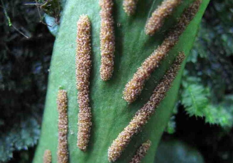  p>柳叶蕨属(学名:cyrtogonellum ching)是鳞毛蕨科柳叶蕨属植物,根状