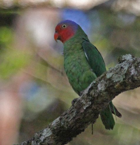  p>红颊鹦鹉(学名:geoffroyus geoffroyi)体长约21厘米,体重135～180