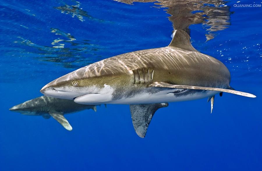  p>远洋白鳍鲨, i>carcharhinus longimanus  /i>(poey, 1861),是 a