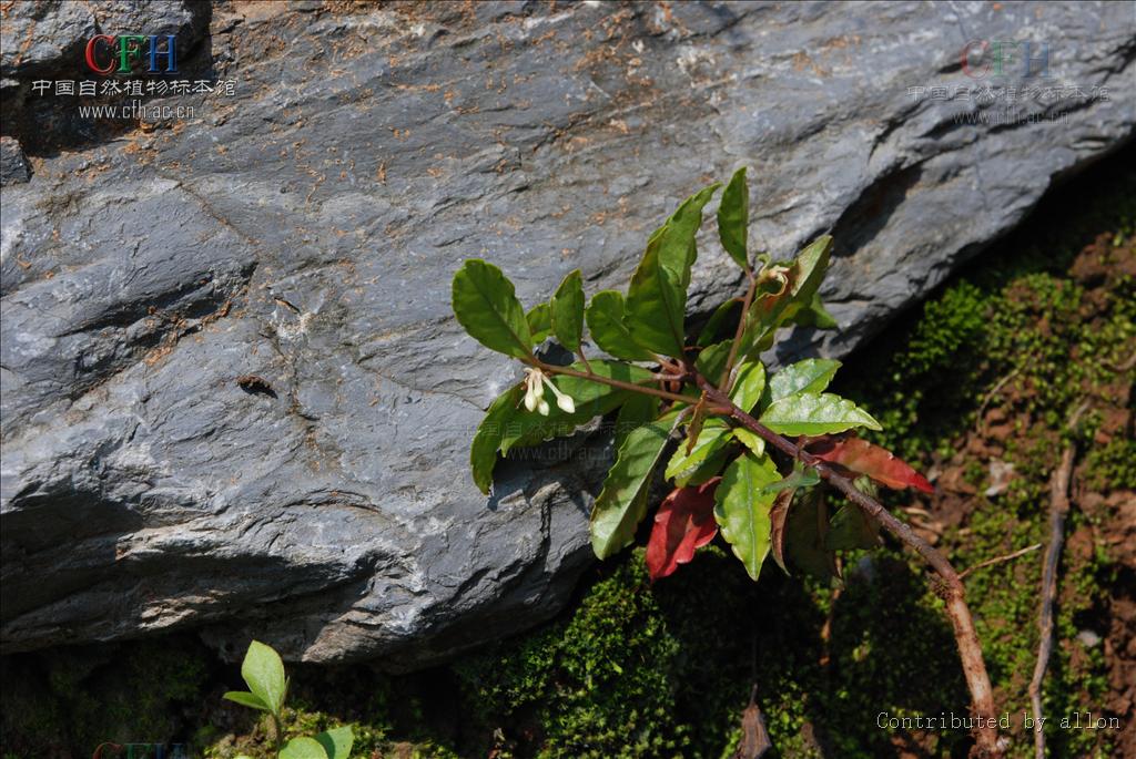  p>细罗伞,小 a href="#">灌木 /a>,高达35厘米,有时具 a href="#"