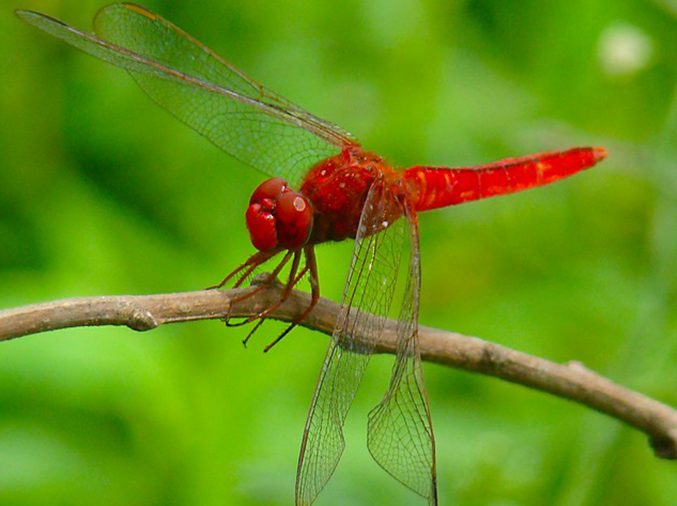 猩红蜻蜓