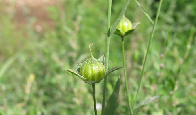  p>胡麻属(学名:sesamum)是胡麻科胡麻属草本;叶生于下部的对生,其他
