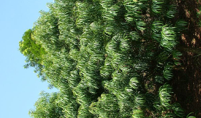  p>百日青(学名: i>podocarpus neriifolius /i> d.