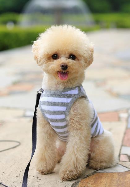  p>玩具贵宾犬是一种敏捷,聪明而,优雅的宠物犬,长方形体型,比例匀称