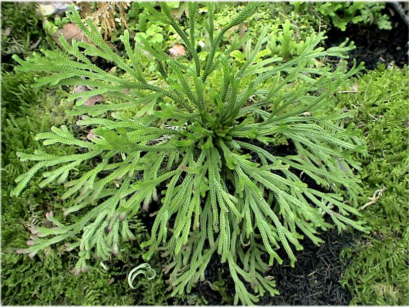  p>复活草(anastatica),是一种 a target="_bla