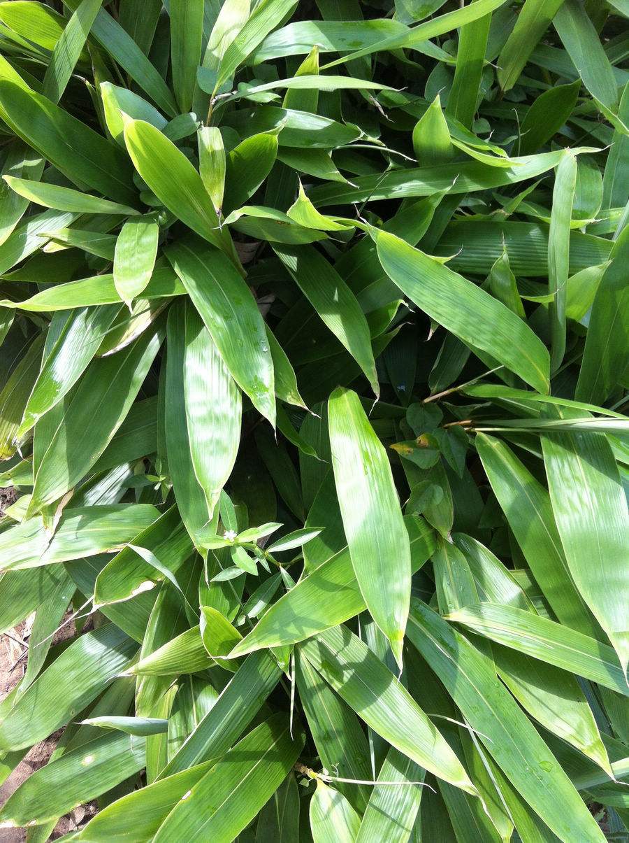  p>柔毛箬竹,箬竹属,禾本科,分布于印度,斯里兰卡以及菲律宾等地.