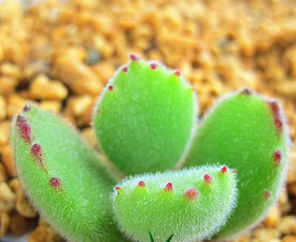  p>熊掌花(bearsfoot),一月五日 a href="#" data-lemmaid="7782445">