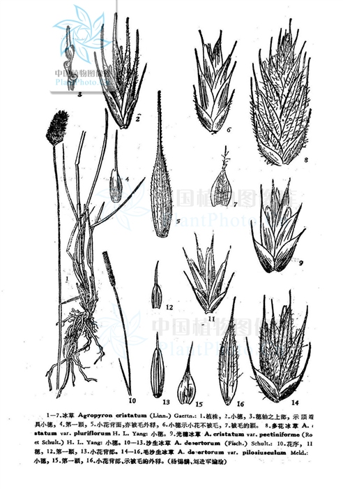 agropyron var.pluriflorum