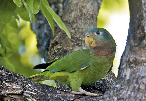  p>黄嘴亚马逊鹦鹉(学名:amazona collaria )是典型的 a href="#"