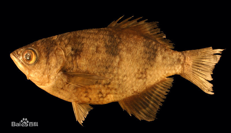  p>射水鱼属(学名: i>toxotes /i>;英文名称:archer fish):是分布于