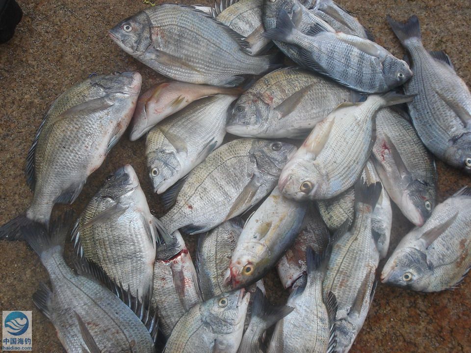  p>黑鲷(学名: i>acanthopagrus schlegelii /i>)是鲷科,黑鲷属鱼类.