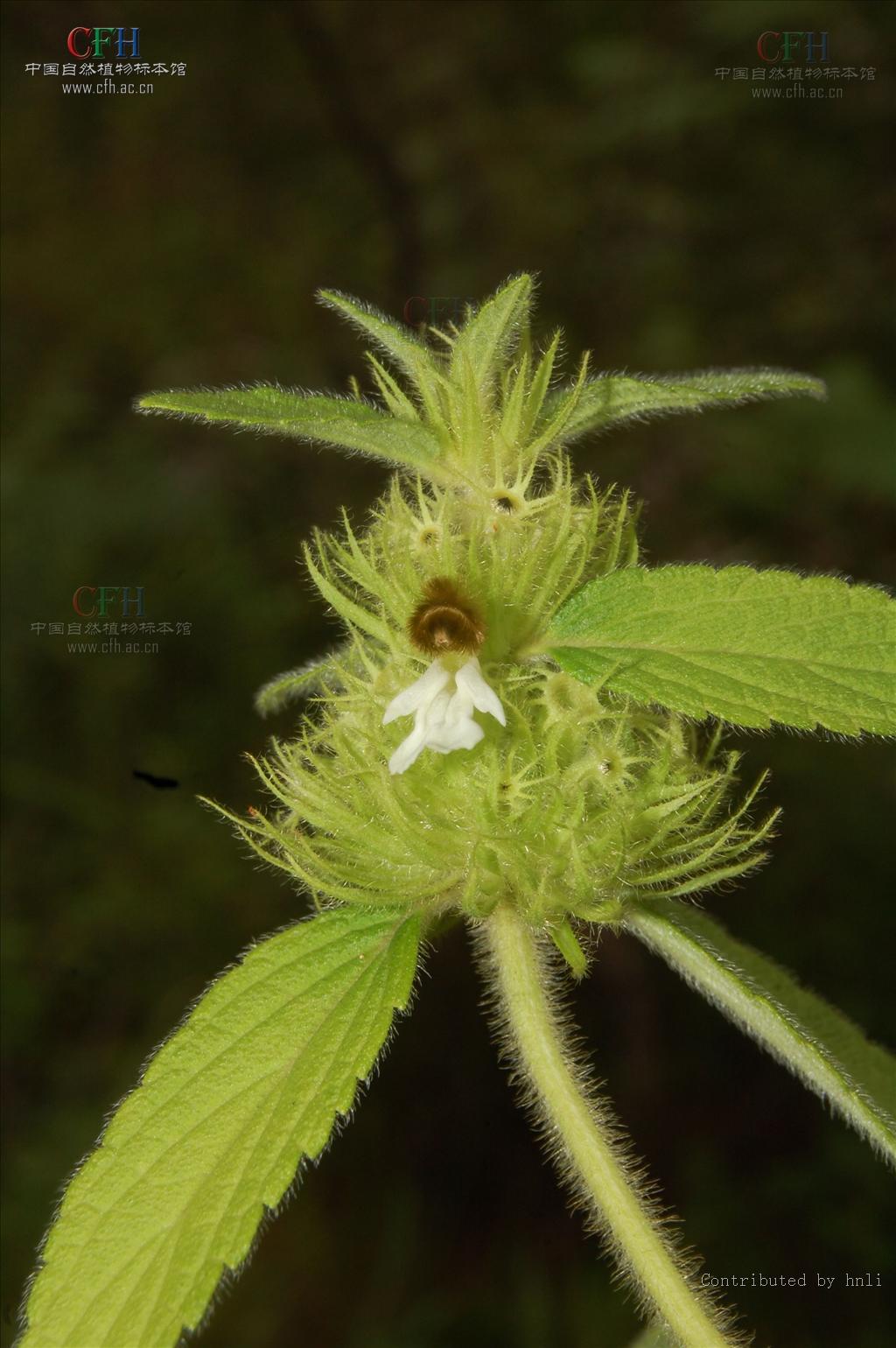  p>绣球防风属(学名:leucas r.