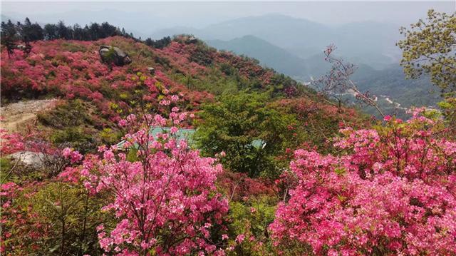  p>黄狮寨林场位于湖北省罗田县胜利镇境内,地处该县北部,相邻安徽省