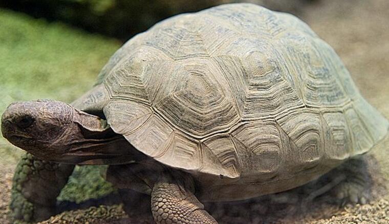  p>加拉帕戈斯象龟达尔文火山亚种是一种曲颈龟亚目,龟总科类生物.