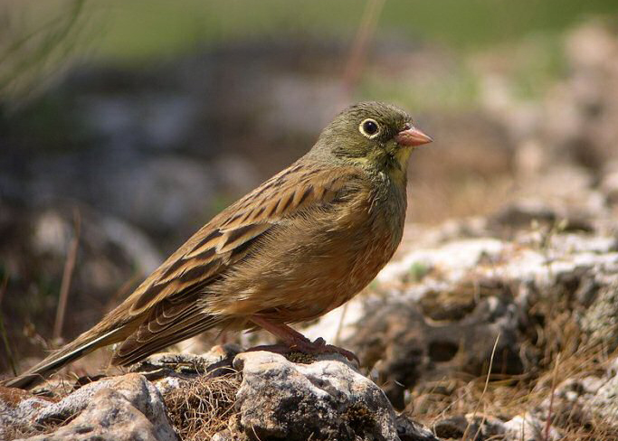  p>圃鹀(学名: i>emberiza hortulana /i>):体重20-25克,体长150-175