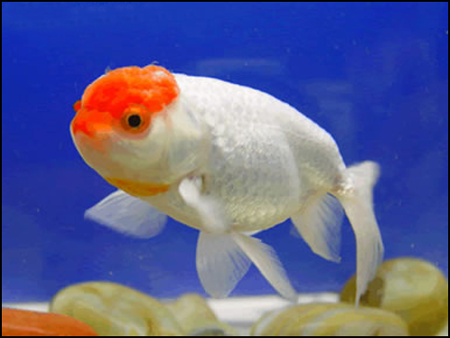  p>属于蛋种鹅头类型,是传统的 a target="_blank" href="/item/金鱼