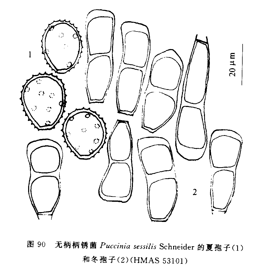  p>铁线莲柄锈菌,是一种真菌植物,属于 a href="#" data-lemmaid="
