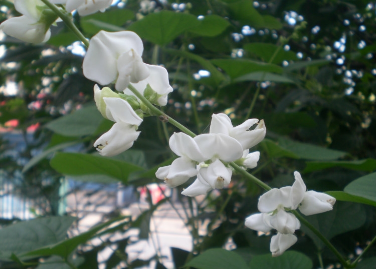 白扁豆花