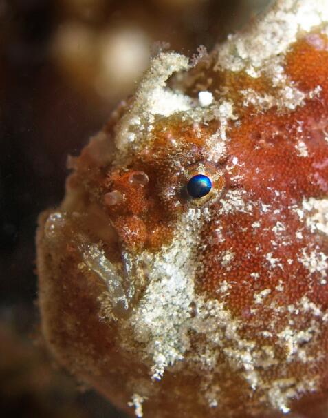  p>驼背躄鱼(学名: i>antennarius dorehensis /i>)是躄鱼科,躄鱼属的