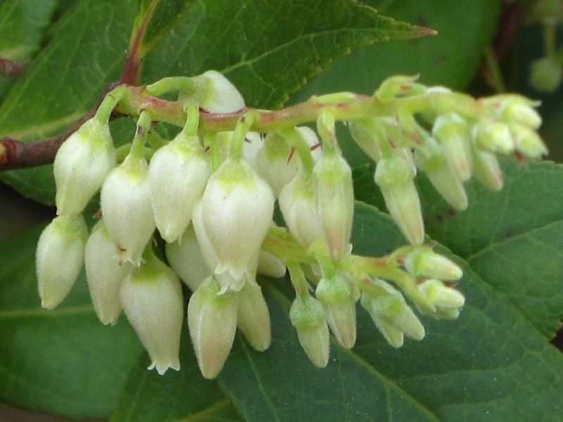  p>长萼马醉木( a target="_blank" href="/item/学名/8074290" data