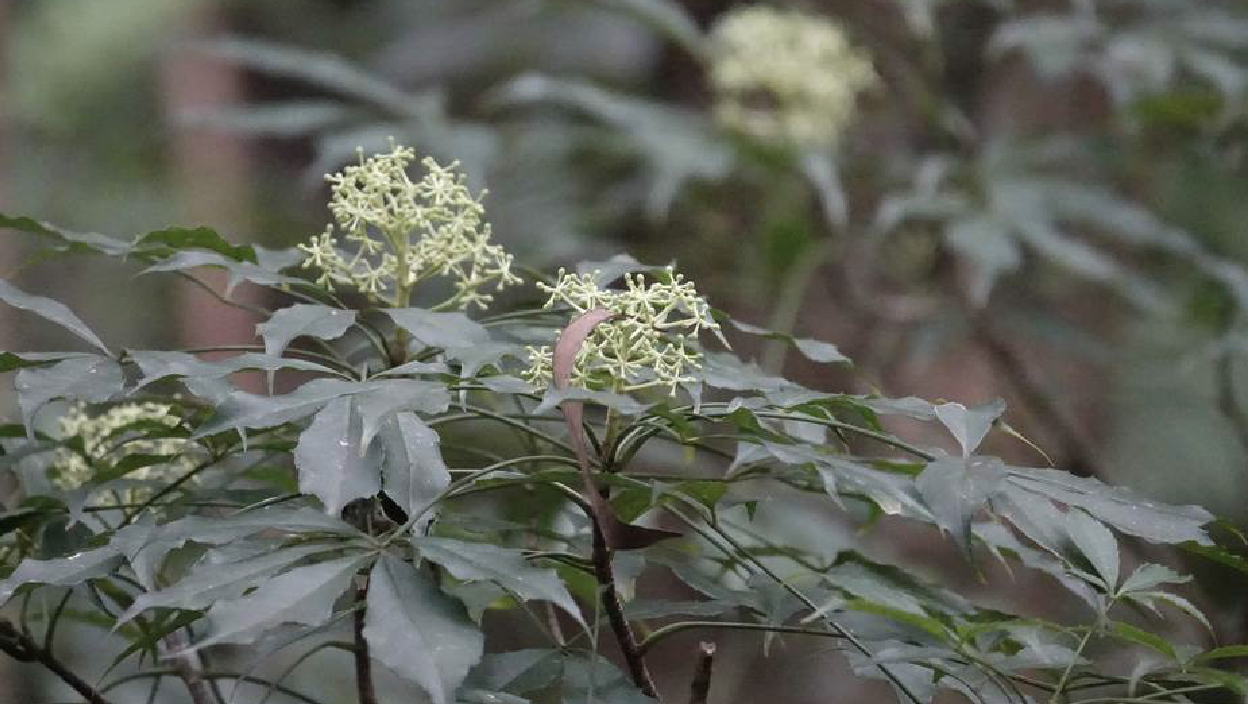  p>短梗大参(学名: i>macropanax rosthornii /i> (harms) c. y .