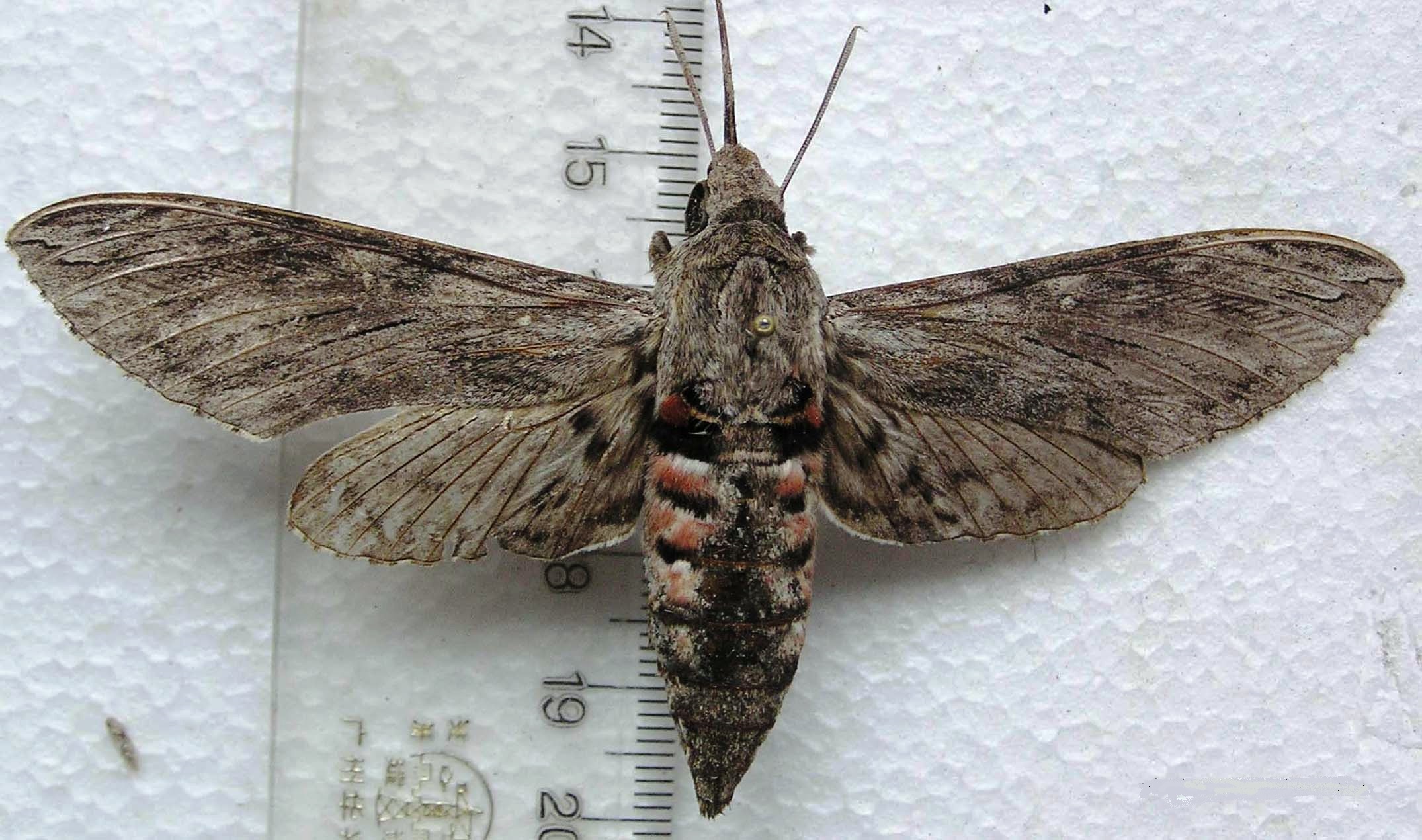 a>(lepidoptera), a href="#" data-lemmaid="10677611">天蛾科 /a> a