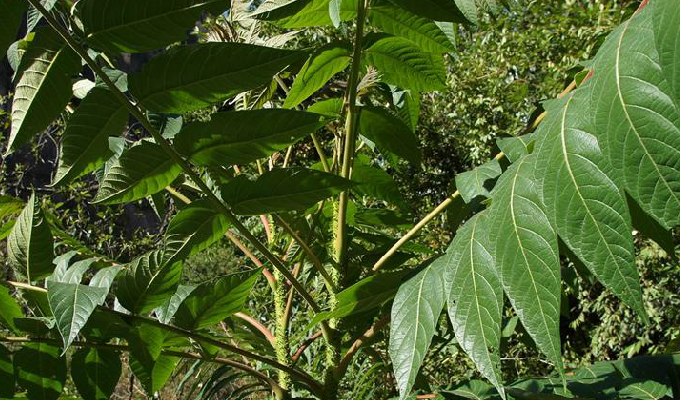  p>臭椿属(学名:ailanthus desf.