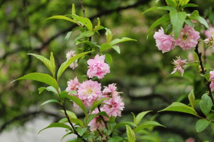 粉花重瓣麦李_百度百科