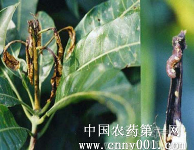 芒果横线尾夜蛾