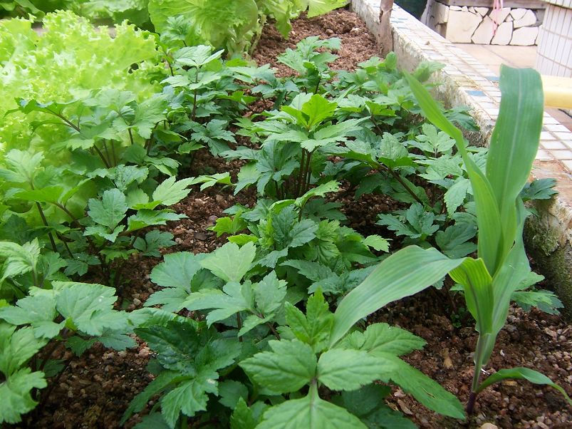  p>滨海珍珠菜(lysimachia mauritiana lam. encycl. meth.