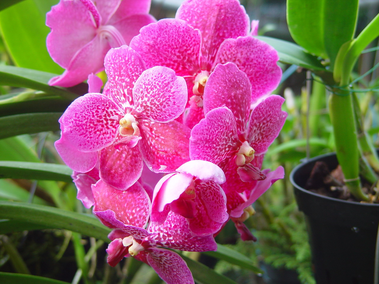  p>白柱万代兰(拉丁学名: i>vanda brunnea /i> rchb. f.