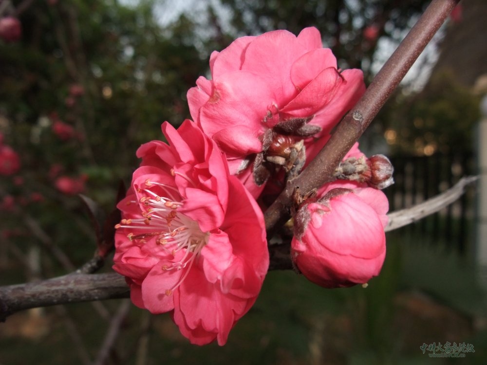  p>绛桃(群芳谱) f. camelliaeflora (van houtte) dipp.