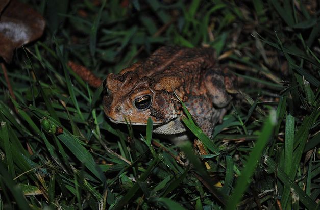  p>美国南部蟾蜍(学名: i>bofo terrestris /i>)体型短粗,背面皮肤上