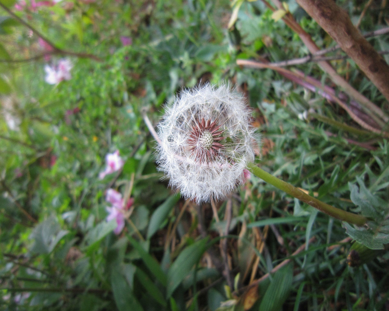  p>蒲公英属(学名: i>taraxacum /i> f. h. wigg.