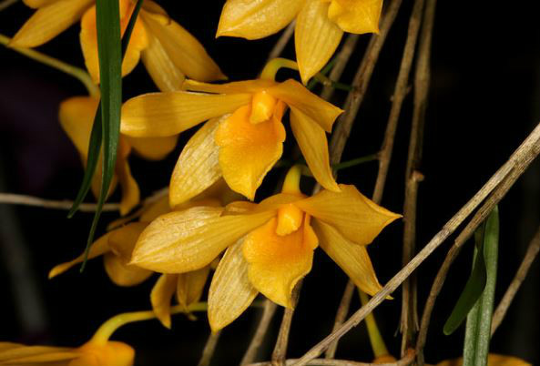  p>细叶石斛(学名: i>dendrobium hancockii /i>  rolfe): a target="