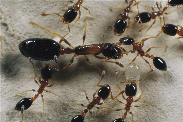  p>小家蚁属(monomorium),模式种:monomorium monomorium bolton,1987
