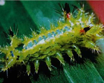  p>茶树茶奕刺蛾, i>phlossa fasciata  /i>(moore),为鳞翅目 a href=