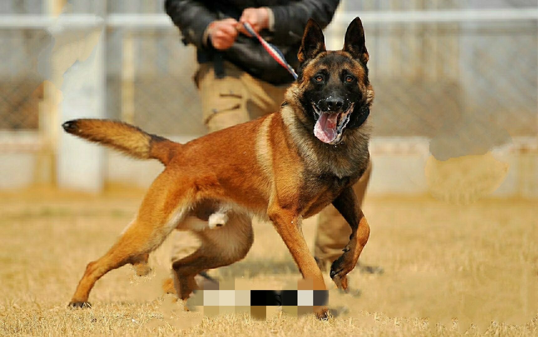 比利时马里努阿犬