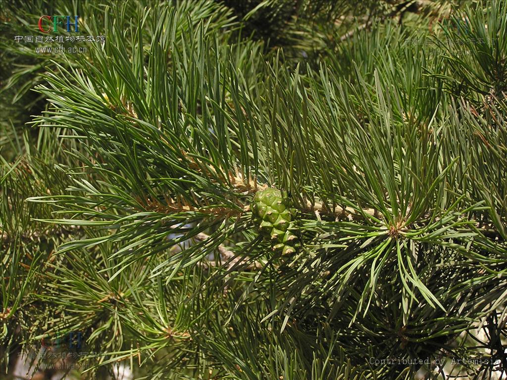  p>樟子松(  i>pinus sylvestris  /i>var.  i>mongolica /i> litv.