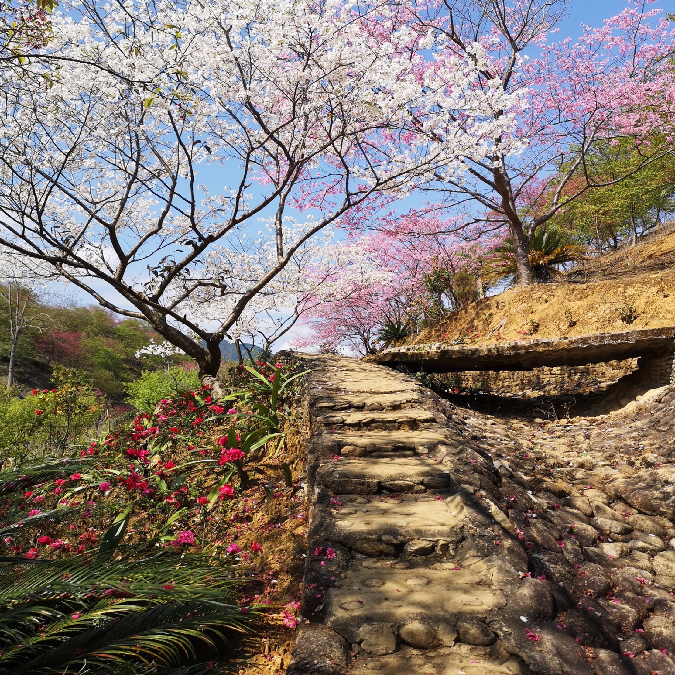 a>新丰县黄礤镇杰荣樱花峪,总面积800多亩,樱花谷已成为广东规模最大