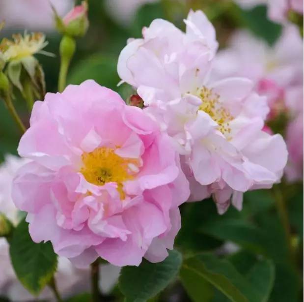 还在傻傻分不清楚玫瑰 月季 蔷薇 一文教你识别 百科ta说