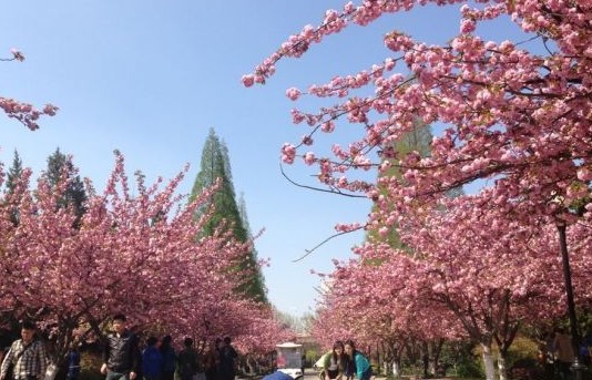 target="_blank" href="/item/湖南科技大学">湖南科技大学 /a>樱花园