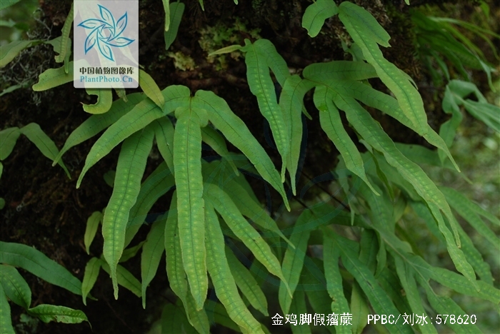 金鸡脚假瘤蕨