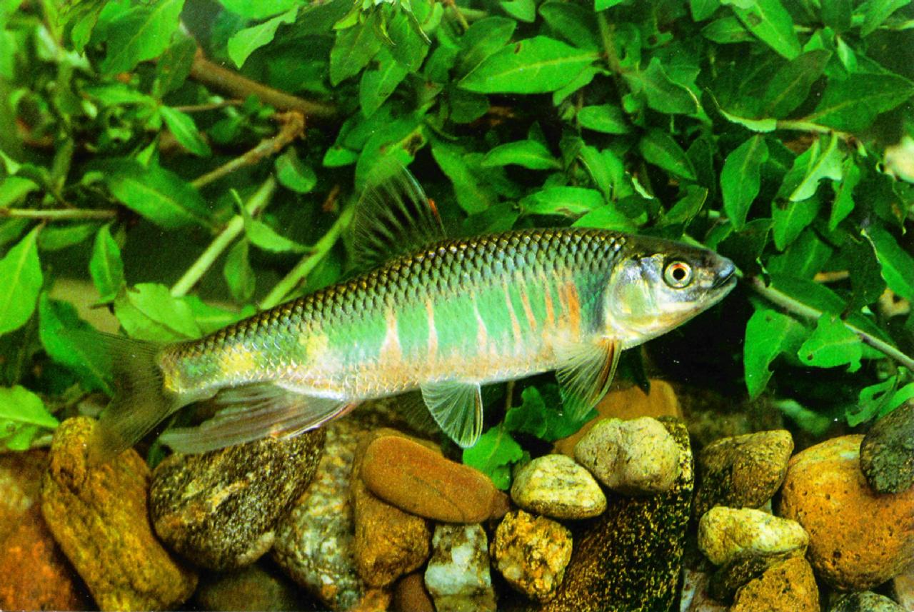  p>鱼类,属鲤形目,鲤科,鱲属.