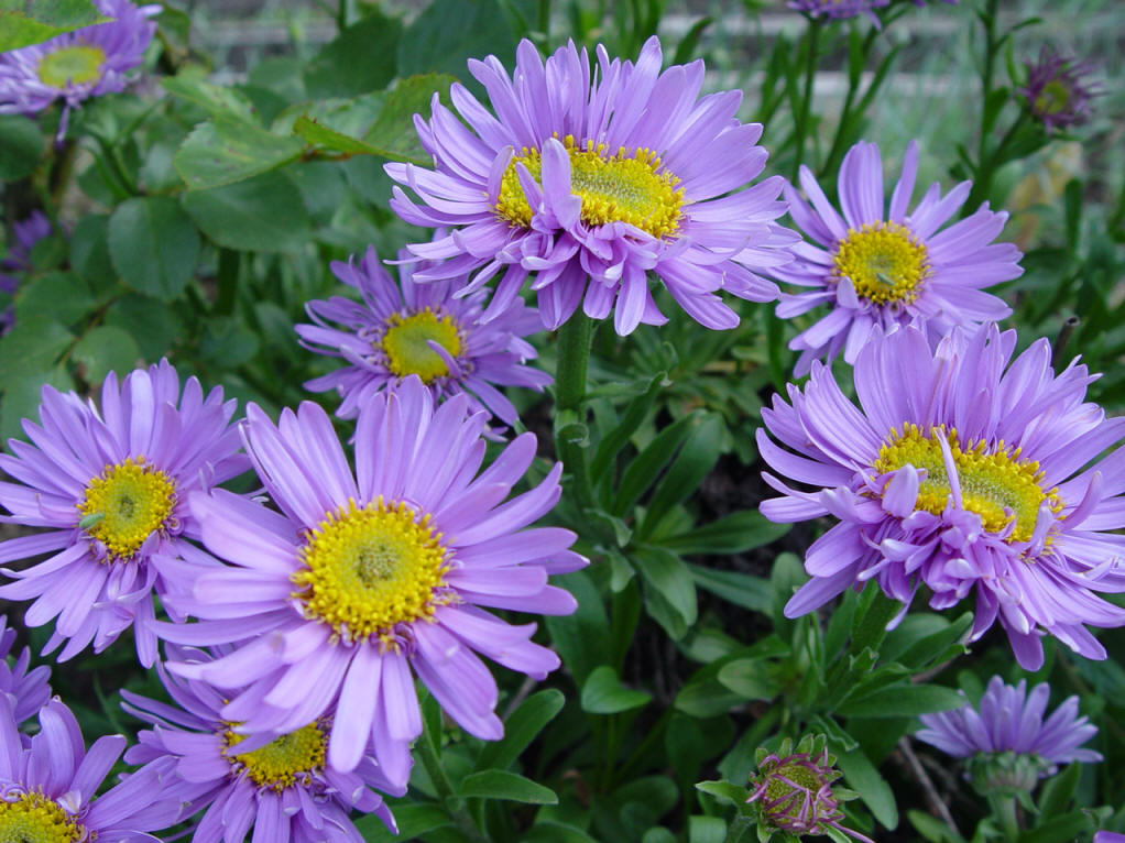  p>翠菊(学名: i>callistephus chinensis /i> (l.